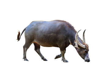 River buffalo isolated on transparent background.