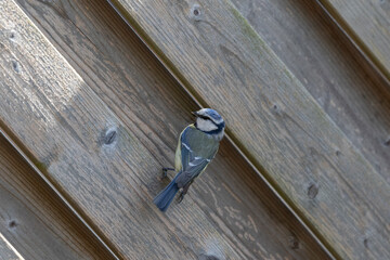 Eine kleine Blaumeise sitzt an einer Zaunlatte.