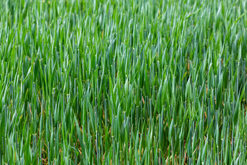 Getreide wächst auf einem Feld. Die Halme schimmern in grün, blau und türkis.