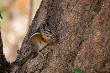 Cute Chipmunk eating on a stick in Bryce Canyon, USA