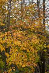 autumn in the forest