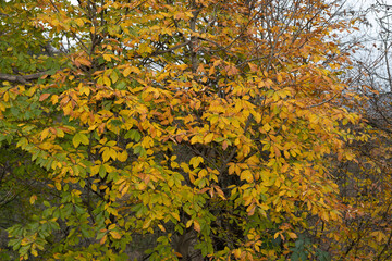 YELLOW LEAVES AUTUMN TURKEY