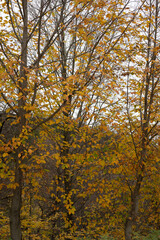 autumn trees in the park