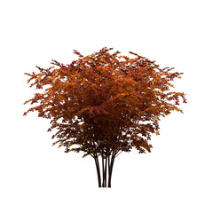 Naklejka premium Generic Plant Tree PNG rendered in 4K Resolution for compositing and Background. With transparency alpha channel. 8K based in 3d model.