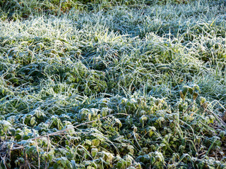 Vegetation covered in white frost on a winter morning