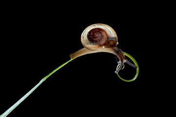 Snail on   leaf  in tropical garden 