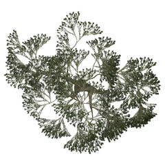 Generic Plant Tree PNG rendered in 4K Resolution for compositing and Background. With transparency alpha channel.  8K based in 3d model.