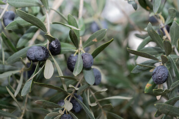 Olive fruits and tree. Olive harvest time.