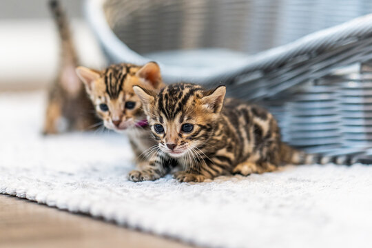 Bengal-katzen, Bengalkatze