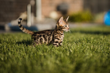 Bengal-katzen, Bengalkatze