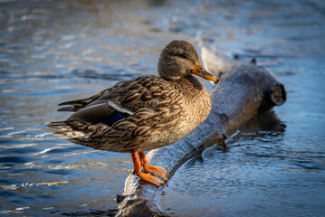 Duck on a pond in the city limits