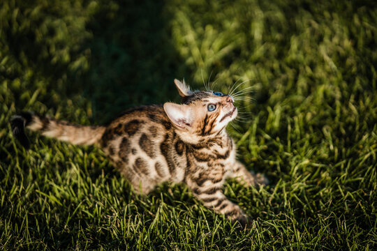 Bengal-katzen, Bengalkatze