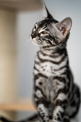 Bengal-katzen, Bengalkatze