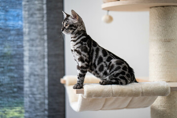 Bengal-katzen, Bengalkatze