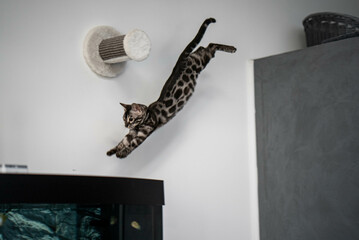 Bengal-katzen, Bengalkatze