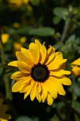 yellow and black black eyed susan flower or daisy gloriosa or rudbeckia flowers in home perennial garden on sunny day in spring summer vertical format room for type or masthead floral garden backdrop 