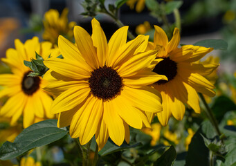 yellow and black black eyed susan flower or daisy gloriosa or rudbeckia flowers in home perennial garden on sunny day in spring summer horizontal format room for type masthead floral garden backdrop 