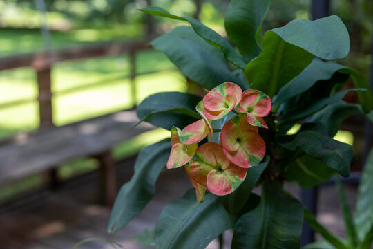 Variegated Crown of Thorns Flower (Euphorbia milii)