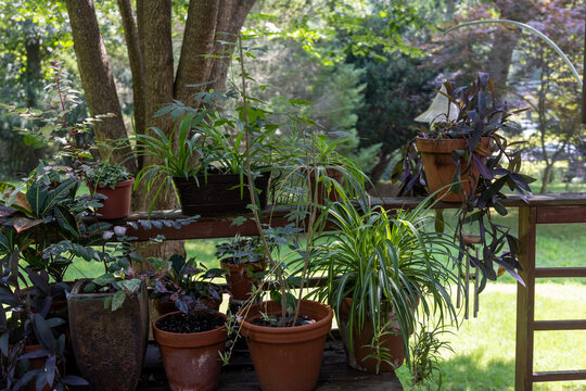 Potted Plants on a Deck in Connecticut