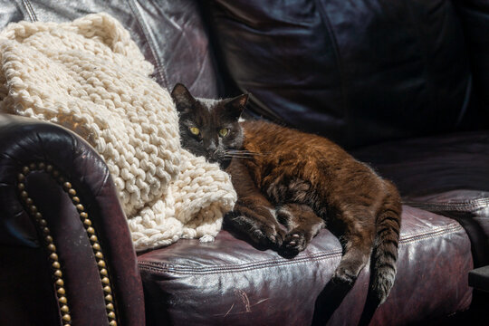 Black Cat on a Leather Sofa with a White Blanket