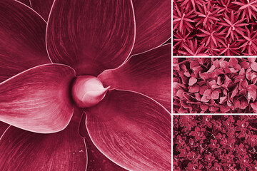 Collage with palette shades samples on floral theme backgrounds. Agave plant, leaves texture. Viva Magenta color of year 2023