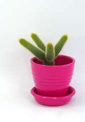 Cactus in a pink pot on a white background.