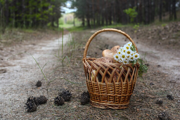Fototapeta na wymiar wicker basket with mushrooms and daisies on the background of the road and forest landscape