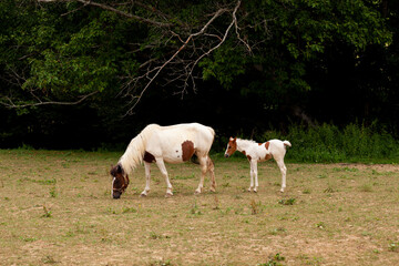 Obraz na płótnie Canvas White mare standing with foal in the french countryside