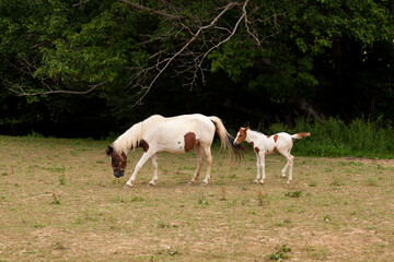 Naklejka na ściany i meble White mare standing with foal in the french countryside