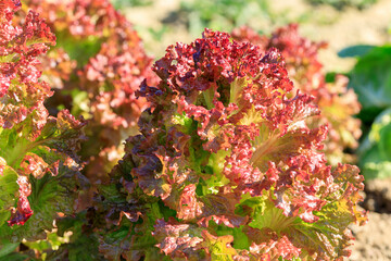 サニーレタスの畑