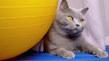 Gray Domestic British Cat is Resting near a Huge Yellow Fitness Ball in Room. A fat purebred fluffy cat with green eyes is hiding behind a curtain, sitting on a blue mat, looking around. Pets, sports.