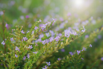 flowers in the field