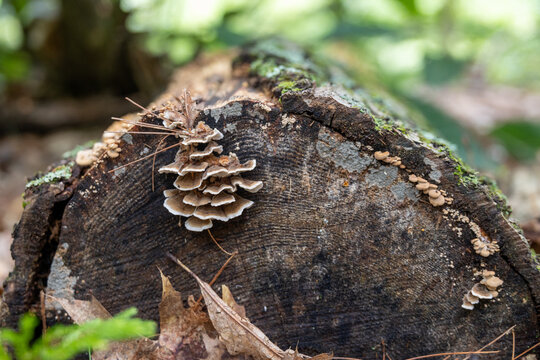 Old Log with Small Mushrooms, Lichen, and Moss