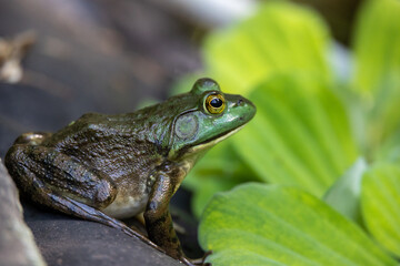 Green Frog Resting Above Green Aquatic Plants on the Edge of a Pond in Connecticut