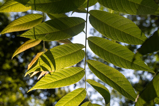 Green Leaves Illuminated by Sunlight