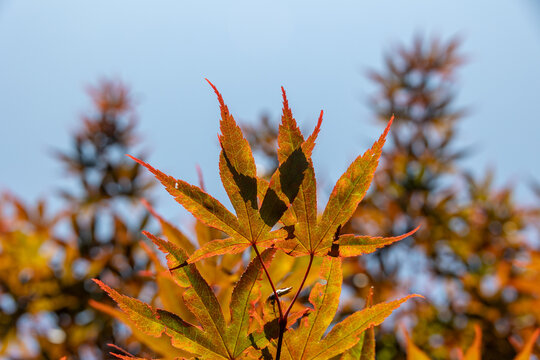 Leaves of a Japanese Maple Tree in Sunlight