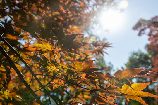 Leaves of a Japanese Maple Tree in Sunlight