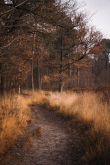 Autumn trail leading into the forest | Landscape Photography, The Netherlands