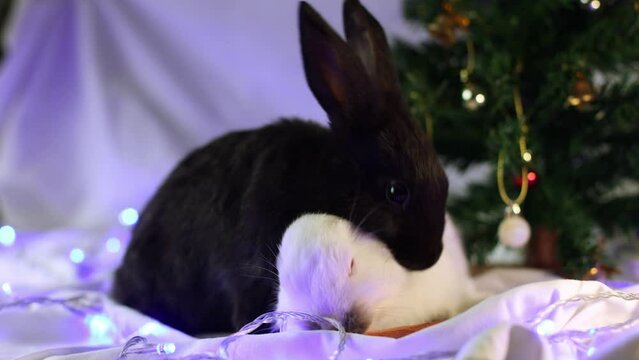 Black and white rabbits eating carrot near Christmas tree. 4K