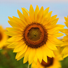Obraz premium Nice sunflowers in a beautiful blue sky