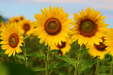 Fototapeta premium Nice sunflowers in a beautiful blue sky