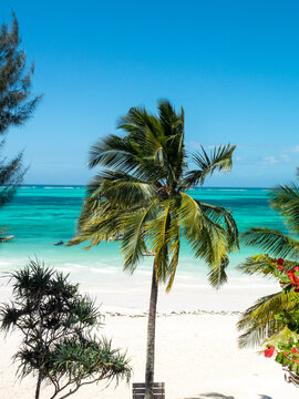 palm trees on the beach