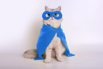 Funny white cat in a blue superhero costume