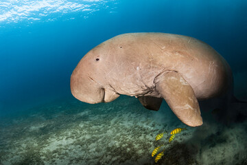 Rare dugong sea cow male with yellow fish in a deep blue of Red Sea in Egypt