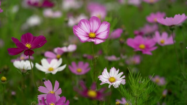 J sanger flowers ablaze in Tibet province