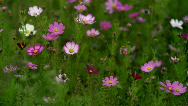J sanger flowers ablaze in Tibet province