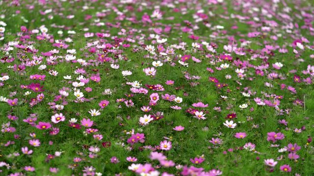 J sanger flowers ablaze in Tibet province