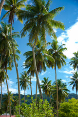 Fototapeta premium palm trees on the beach