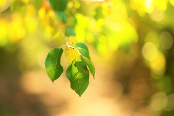 Amazing sunny forest. Green leaves on thee branch. Art card