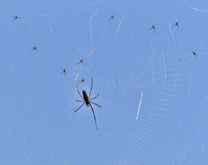 spider on the web with baby spiders 